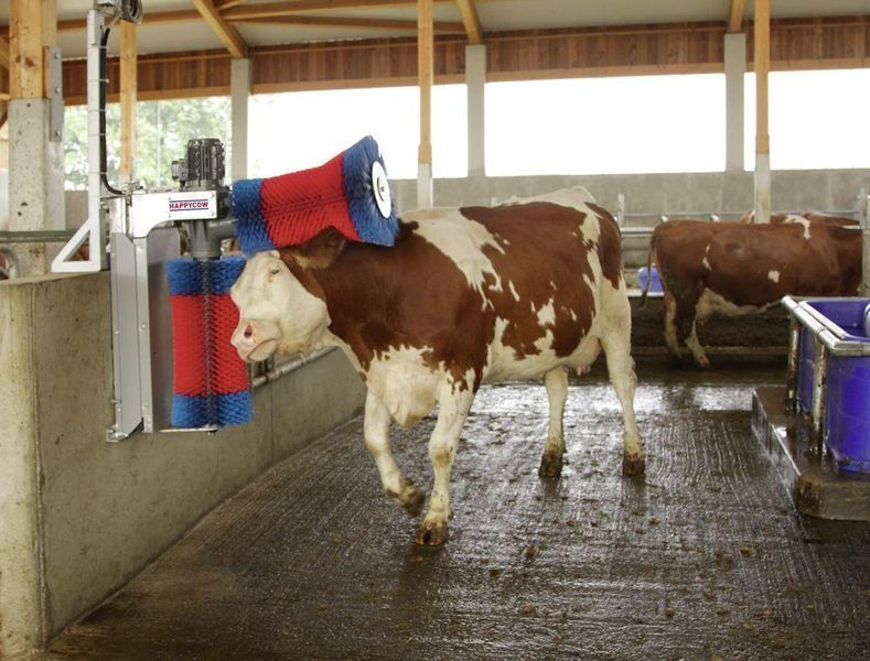 Щітка для чищення шерсті корів "HappyCow Duo" 18820 фото