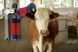 Щітка для чищення шерсті корів "HappyCow Duo" 18820 фото 4