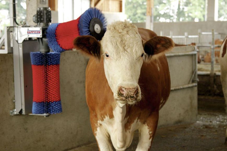 Щітка для чищення шерсті корів "HappyCow Duo" 18820 фото